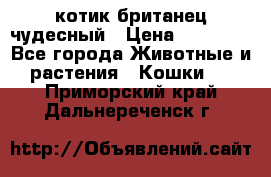 котик британец чудесный › Цена ­ 12 000 - Все города Животные и растения » Кошки   . Приморский край,Дальнереченск г.